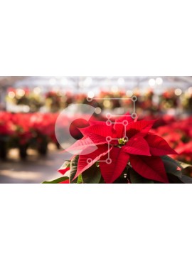 Intra Συλλεκτικό Ξύλινο Παζλ Plywood  4mm - Κόκκινο φυτό Poinsettia στο θερμοκήπιο Σε Ξύλινο Κουτί - Διαστάσεις: 10x10 cm – 25 κομμάτια