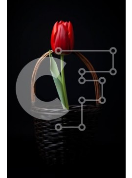 Σετ των 2 Intra Συλλεκτικό Ξύλινο Παζλ Plywood  4mm - Μονή κόκκινη τουλίπα σε ένα καλάθι σε μαύρο φόντο Σε Ξύλινο Κουτί - Διαστάσεις: 10x10 cm – 25 κομμάτια