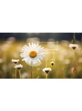 Intra Συλλεκτικό Ξύλινο Παζλ Plywood  4mm - Όμορφη λευκή μαργαρίτα σε ένα ανοιχτό χωράφι Σε Ξύλινο Κουτί - Διαστάσεις: 10x10 cm – 25 κομμάτια