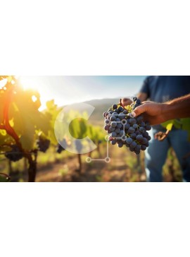 Intra Συλλεκτικό Ξύλινο Παζλ Plywood  4mm - Άτομο που κρατά τσαμπιά σταφύλια στον αμπελώνα Σε Ξύλινο Κουτί - Διαστάσεις: 10x10 cm – 25 κομμάτια