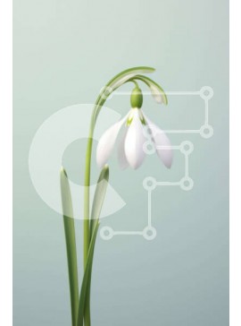 Σετ των 2 Intra Συλλεκτικό Ξύλινο Παζλ Plywood  4mm - Όμορφο λευκό λουλούδι χιονοστιβάδας σε πλήρη άνθιση Σε Ξύλινο Κουτί - Διαστάσεις: 10x10 cm – 25 κομμάτια