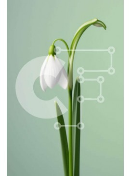 Σετ των 2 Intra Συλλεκτικό Ξύλινο Παζλ Plywood  4mm - Μονό λευκό λουλούδι χιονοστιβάδας σε πλήρη άνθιση Σε Ξύλινο Κουτί - Διαστάσεις: 10x10 cm – 25 κομμάτια