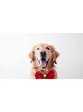 Σετ των 2 Intra Συλλεκτικό Ξύλινο Παζλ Plywood  4mm - Σκύλος Golden Retriever με κόκκινο παπιγιόν Σε Ξύλινο Κουτί - Διαστάσεις: 10x10 cm – 25 κομμάτια