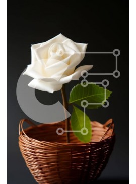 Σετ των 2 Intra Συλλεκτικό Ξύλινο Παζλ Plywood  4mm - Όμορφο λευκό τριαντάφυλλο σε ένα ψάθινο καλάθι Σε Ξύλινο Κουτί - Διαστάσεις: 10x10 cm – 25 κομμάτια