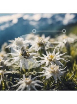 Intra Συλλεκτικό Ξύλινο Παζλ Plywood  4mm - Λευκά λουλούδια με κίτρινα κέντρα σε μια χλοώδη περιοχή Σε Ξύλινο Κουτί - Διαστάσεις: 10x10 cm – 25 κομμάτια