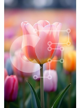 Σετ των 2 Intra Συλλεκτικό Ξύλινο Παζλ Plywood  4mm - Πεδίο με πολύχρωμες τουλίπες σε πλήρη άνθιση Σε Ξύλινο Κουτί - Διαστάσεις: 10x10 cm – 25 κομμάτια