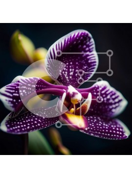 Intra Συλλεκτικό Ξύλινο Παζλ Plywood  4mm - Εκπληκτική εικόνα μιας μωβ και λευκής ορχιδέας με κηλίδες Σε Ξύλινο Κουτί - Διαστάσεις: 10x10 cm – 25 κομμάτια