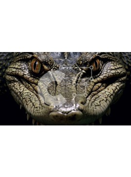 Intra Συλλεκτικό Ξύλινο Παζλ Plywood  4mm - Κοντινή φωτογραφία του κεφαλιού του αλιγάτορα με ανοιχτό στόμα και ορατά αιχμηρά δόντια Σε Ξύλινο Κουτί - Διαστάσεις: 10x10 cm – 25 κομμάτια