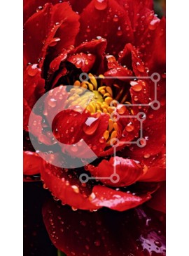 Σετ των 2 Intra Συλλεκτικό Ξύλινο Παζλ Plywood  4mm - Όμορφη εικόνα του κόκκινου λουλουδιού με σταγονίδια νερού στα πέταλά του Σε Ξύλινο Κουτί - Διαστάσεις: 10x10 cm – 25 κομμάτια