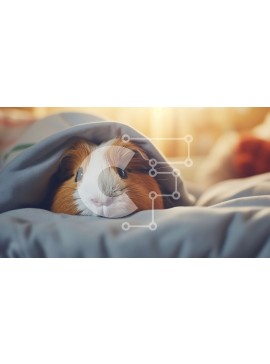 Σετ των 2 Intra Συλλεκτικό Ξύλινο Παζλ Plywood  4mm - Αξιολάτρευτη εικόνα ενός ινδικού χοιριδίου που χώνεται κάτω από μια άνετη κουβέρτα Σε Ξύλινο Κουτί - Διαστάσεις: 10x10 cm – 25 κομμάτια