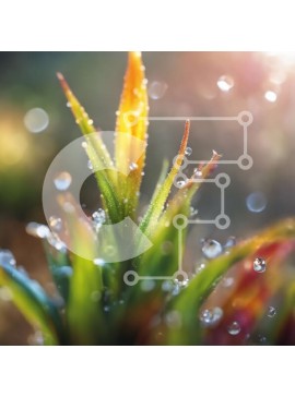 Intra Συλλεκτικό Ξύλινο Παζλ Plywood  4mm - Κοντινή όψη των σταγονιδίων νερού στα φύλλα και το στέλεχος των φυτών Σε Ξύλινο Κουτί - Διαστάσεις: 10x10 cm – 25 κομμάτια