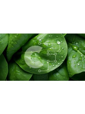 Σετ των 2 Intra Συλλεκτικό Ξύλινο Παζλ Plywood  4mm - Κοντινό πλάνο του φυλλώδους πράσινου λαχανικού με σταγονίδια νερού Σε Ξύλινο Κουτί - Διαστάσεις: 10x10 cm – 25 κομμάτια