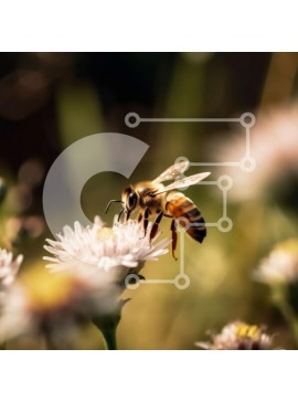 Intra Συλλεκτικό Ξύλινο Παζλ Plywood  4mm - Όμορφη κοντινή λήψη μιας μέλισσας που επικονιάζει ένα λουλούδι Σε Ξύλινο Κουτί - Διαστάσεις: 10x10 cm – 25 κομμάτια