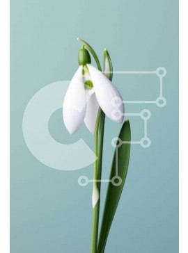 Σετ των 2 Intra Συλλεκτικό Ξύλινο Παζλ Plywood  4mm - Μονό Snowdrop Flower in Bloom Σε Ξύλινο Κουτί - Διαστάσεις: 10x10 cm – 25 κομμάτια