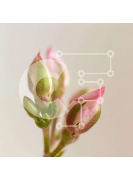 Intra Συλλεκτικό Ξύλινο Παζλ Plywood  4mm - Κοντινό πλάνο ροζ λουλουδιών σε λευκό φόντο Σε Ξύλινο Κουτί - Διαστάσεις: 10x10 cm – 25 κομμάτια