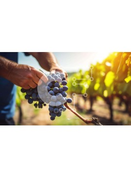 Intra Συλλεκτικό Ξύλινο Παζλ Plywood  4mm - Άνθρωπος που μαζεύει σταφύλια από τον αμπελώνα κατά τη διάρκεια του καλοκαιριού Σε Ξύλινο Κουτί - Διαστάσεις: 10x10 cm – 25 κομμάτια