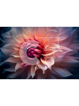 Intra Συλλεκτικό Ξύλινο Παζλ Plywood  4mm - Όμορφη εικόνα από κοντά ενός ροζ και μωβ λουλουδιού με σκούρο φόντο Σε Ξύλινο Κουτί - Διαστάσεις: 10x10 cm – 25 κομμάτια