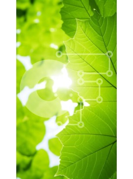 Σετ των 2 Intra Συλλεκτικό Ξύλινο Παζλ Plywood  4mm - Κοντινό πλάνο των πράσινων φύλλων με το φως του ήλιου Σε Ξύλινο Κουτί - Διαστάσεις: 10x10 cm – 25 κομμάτια