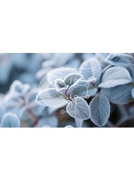 Intra Συλλεκτικό Ξύλινο Παζλ Plywood  4mm - Κοντινή όψη φυτού καλυμμένου με παγετό με λευκά λουλούδια Σε Ξύλινο Κουτί - Διαστάσεις: 10x10 cm – 25 κομμάτια