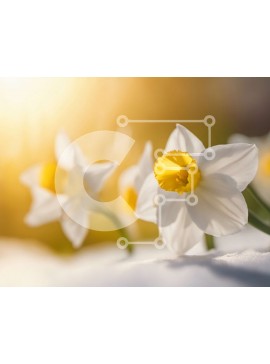 Intra Συλλεκτικό Ξύλινο Παζλ Plywood  4mm - Κοντινό πλάνο λευκών νάρκισσους στο χιόνι Σε Ξύλινο Κουτί - Διαστάσεις: 10x10 cm – 25 κομμάτια