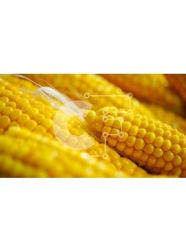 Σετ των 2 Intra Συλλεκτικό Ξύλινο Παζλ Plywood  4mm - Κοντινή όψη του Yellow Corn on the Cob Σε Ξύλινο Κουτί - Διαστάσεις: 10x10 cm – 25 κομμάτια