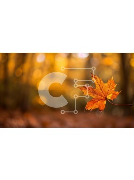 Intra Συλλεκτικό Ξύλινο Παζλ Plywood  4mm - Ενιαίο πορτοκαλί φύλλο που επιπλέει σε ένα φθινοπωρινό δάσος Σε Ξύλινο Κουτί - Διαστάσεις: 10x10 cm – 25 κομμάτια