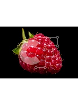 Σετ των 2 Intra Συλλεκτικό Ξύλινο Παζλ Plywood  4mm - Εκπληκτική εικόνα ενός κόκκινου βατόμουρου σε μαύρο φόντο Σε Ξύλινο Κουτί - Διαστάσεις: 10x10 cm – 25 κομμάτια