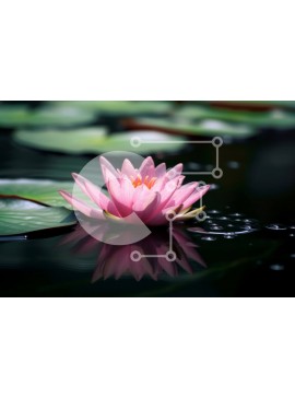 Intra Συλλεκτικό Ξύλινο Παζλ Plywood  4mm - Εκπληκτική εικόνα του ροζ νούφαρου σε μια ήρεμη λίμνη με κρίνους Σε Ξύλινο Κουτί - Διαστάσεις: 10x10 cm – 25 κομμάτια