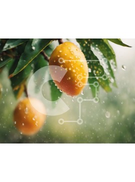 Intra Συλλεκτικό Ξύλινο Παζλ Plywood  4mm - Μάνγκο που κρέμονται από το κλαδί δέντρου στη βροχή Σε Ξύλινο Κουτί - Διαστάσεις: 10x10 cm – 25 κομμάτια