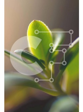 Σετ των 2 Intra Συλλεκτικό Ξύλινο Παζλ Plywood  4mm - Μικρό πράσινο φυτό που αναπτύσσεται έξω από το έδαφος Σε Ξύλινο Κουτί - Διαστάσεις: 10x10 cm – 25 κομμάτια