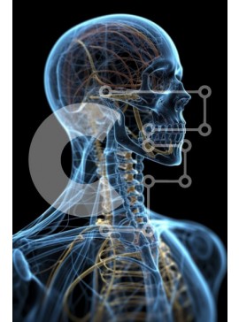 Intra Συλλεκτικό Ξύλινο Παζλ Plywood  4mm - Λεπτομερής τρισδιάστατη απόδοση ενός ανθρώπινου κρανίου με ορατό εγκέφαλο Σε Ξύλινο Κουτί - Διαστάσεις Puzzle: 10x10 cm – 25 κομμάτια