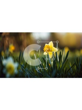 Intra Συλλεκτικό Ξύλινο Παζλ Plywood  4mm - Ενιαίος κίτρινος ασφόδελος σε πράσινο γρασίδι Σε Ξύλινο Κουτί - Διαστάσεις: 10x10 cm – 25 κομμάτια