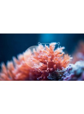 Intra Συλλεκτικό Ξύλινο Παζλ Plywood  4mm - Κοντινό πλάνο της πορτοκαλιάς και της λευκής θαλάσσιας ανεμώνης στον ωκεάνιο βιότοπο Σε Ξύλινο Κουτί - Διαστάσεις: 10x10 cm – 25 κομμάτια