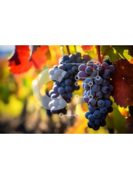 Intra Συλλεκτικό Ξύλινο Παζλ Plywood  4mm - Ώριμα σταφύλια που κρέμονται από το αμπέλι στον αμπελώνα Σε Ξύλινο Κουτί - Διαστάσεις: 10x10 cm – 25 κομμάτια