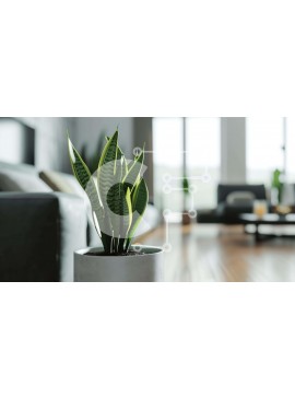 Intra Συλλεκτικό Ξύλινο Παζλ Plywood  4mm - Φυτό εσωτερικού χώρου σε γλάστρα και βιβλία στο σαλόνι Σε Ξύλινο Κουτί - Διαστάσεις Puzzle: 10x10 cm – 25 κομμάτια