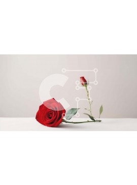 Intra Συλλεκτικό Ξύλινο Παζλ Plywood  4mm - Μονό κόκκινο τριαντάφυλλο σε λευκό τραπέζι Σε Ξύλινο Κουτί - Διαστάσεις Puzzle: 10x10 cm – 25 κομμάτια