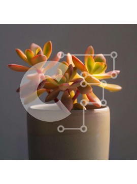 Intra Συλλεκτικό Ξύλινο Παζλ Plywood  4mm - Κεραμικό βάζο με παχύφυτα Σε Ξύλινο Κουτί - Διαστάσεις: 10x10 cm – 25 κομμάτια