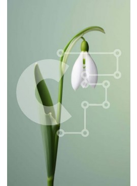 Σετ των 2 Intra Συλλεκτικό Ξύλινο Παζλ Plywood  4mm - Ενιαίο λουλούδι Snowdrop που ανθίζει σε αφηρημένο πράσινο φόντο Σε Ξύλινο Κουτί - Διαστάσεις: 10x10 cm – 25 κομμάτια