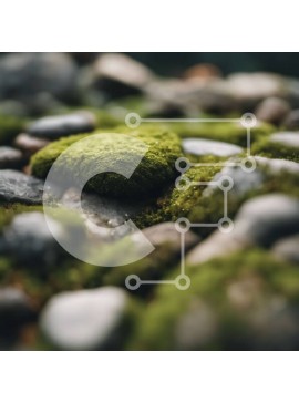 Intra Συλλεκτικό Ξύλινο Παζλ Plywood  4mm - Άποψη από κοντά των βράχων που καλύπτονται από βρύα Σε Ξύλινο Κουτί - Διαστάσεις: 10x10 cm – 25 κομμάτια