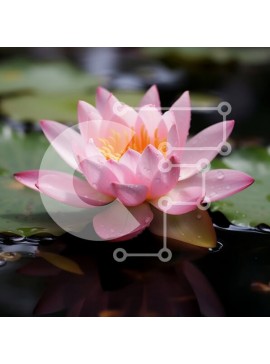 Intra Συλλεκτικό Ξύλινο Παζλ Plywood  4mm - Εκπληκτικό ροζ λουλούδι νούφαρου στη φύση Σε Ξύλινο Κουτί - Διαστάσεις: 10x10 cm – 25 κομμάτια