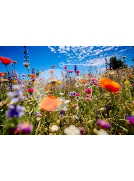 Intra Συλλεκτικό Ξύλινο Παζλ Plywood  4mm - Όμορφη εικόνα με αγριολούλουδα σε ένα χωράφι μια ηλιόλουστη μέρα Σε Ξύλινο Κουτί - Διαστάσεις: 10x10 cm – 25 κομμάτια