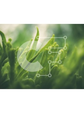 Intra Συλλεκτικό Ξύλινο Παζλ Plywood  4mm - Κοντινό πλάνο πράσινων φυτών με σταγονίδια νερού Σε Ξύλινο Κουτί - Διαστάσεις: 10x10 cm – 25 κομμάτια