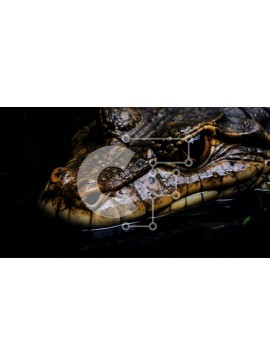 Intra Συλλεκτικό Ξύλινο Παζλ Plywood  4mm - Κοντινό πλάνο του κεφαλιού του αλιγάτορα στο νερό Σε Ξύλινο Κουτί - Διαστάσεις: 10x10 cm – 25 κομμάτια