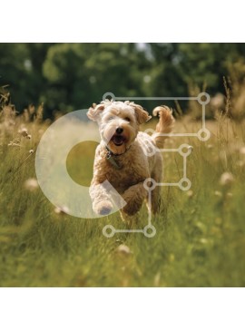Intra Συλλεκτικό Ξύλινο Παζλ Plywood  4mm - Ευτυχισμένος σκύλος που τρέχει μέσα από ψηλό γρασίδι μια ηλιόλουστη μέρα Σε Ξύλινο Κουτί - Διαστάσεις: 10x10 cm – 25 κομμάτια