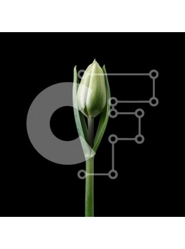 Intra Συλλεκτικό Ξύλινο Παζλ Plywood  4mm - Μονό λευκό μπουμπούκι τουλίπας σε μαύρο φόντο Σε Ξύλινο Κουτί - Διαστάσεις: 10x10 cm – 25 κομμάτια