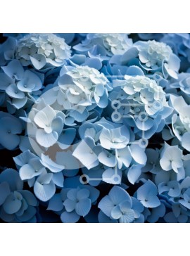 Intra Συλλεκτικό Ξύλινο Παζλ Plywood  4mm - Όμορφη κοντινή εικόνα των λευκών ορτανσιών σε ένα βάζο Σε Ξύλινο Κουτί - Διαστάσεις: 10x10 cm – 25 κομμάτια