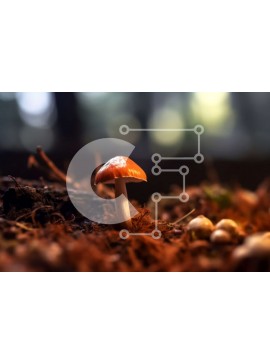 Intra Συλλεκτικό Ξύλινο Παζλ Plywood  4mm - Όμορφη κινηματογράφηση σε πρώτο πλάνο ενός πορτοκαλιού μανιταριού σε ένα δάσος Σε Ξύλινο Κουτί - Διαστάσεις: 10x10 cm – 25 κομμάτια