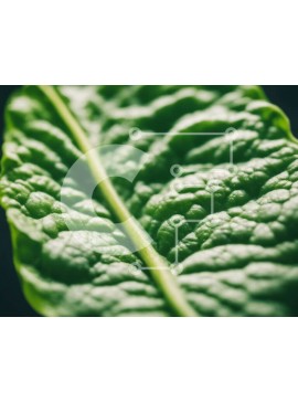 Intra Συλλεκτικό Ξύλινο Παζλ Plywood  4mm - Μεγάλο πράσινο φύλλο για φαγητό ή διακόσμηση Σε Ξύλινο Κουτί - Διαστάσεις: 10x10 cm – 25 κομμάτια