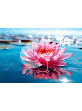 Intra Συλλεκτικό Ξύλινο Παζλ Plywood  4mm - Όμορφη εικόνα του ροζ νούφαρου στο νερό με αντανάκλαση του ηλιακού φωτός Σε Ξύλινο Κουτί - Διαστάσεις: 10x10 cm – 25 κομμάτια