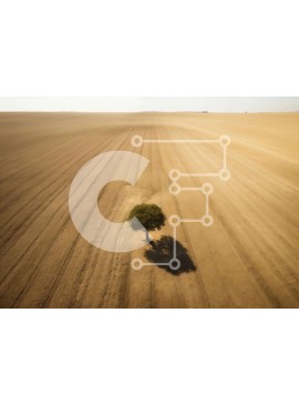 Intra Συλλεκτικό Ξύλινο Παζλ Plywood  4mm - Εναέρια άποψη του μοναχικού δέντρου σε κενό πεδίο Σε Ξύλινο Κουτί - Διαστάσεις: 10x10 cm – 25 κομμάτια